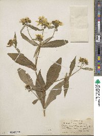 Bidens laevis image