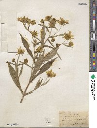 Bidens laevis image