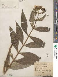 Bidens laevis image