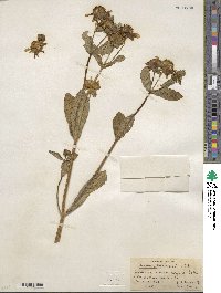 Bidens laevis image