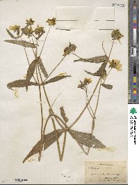 Bidens laevis image