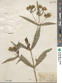 Bidens laevis image