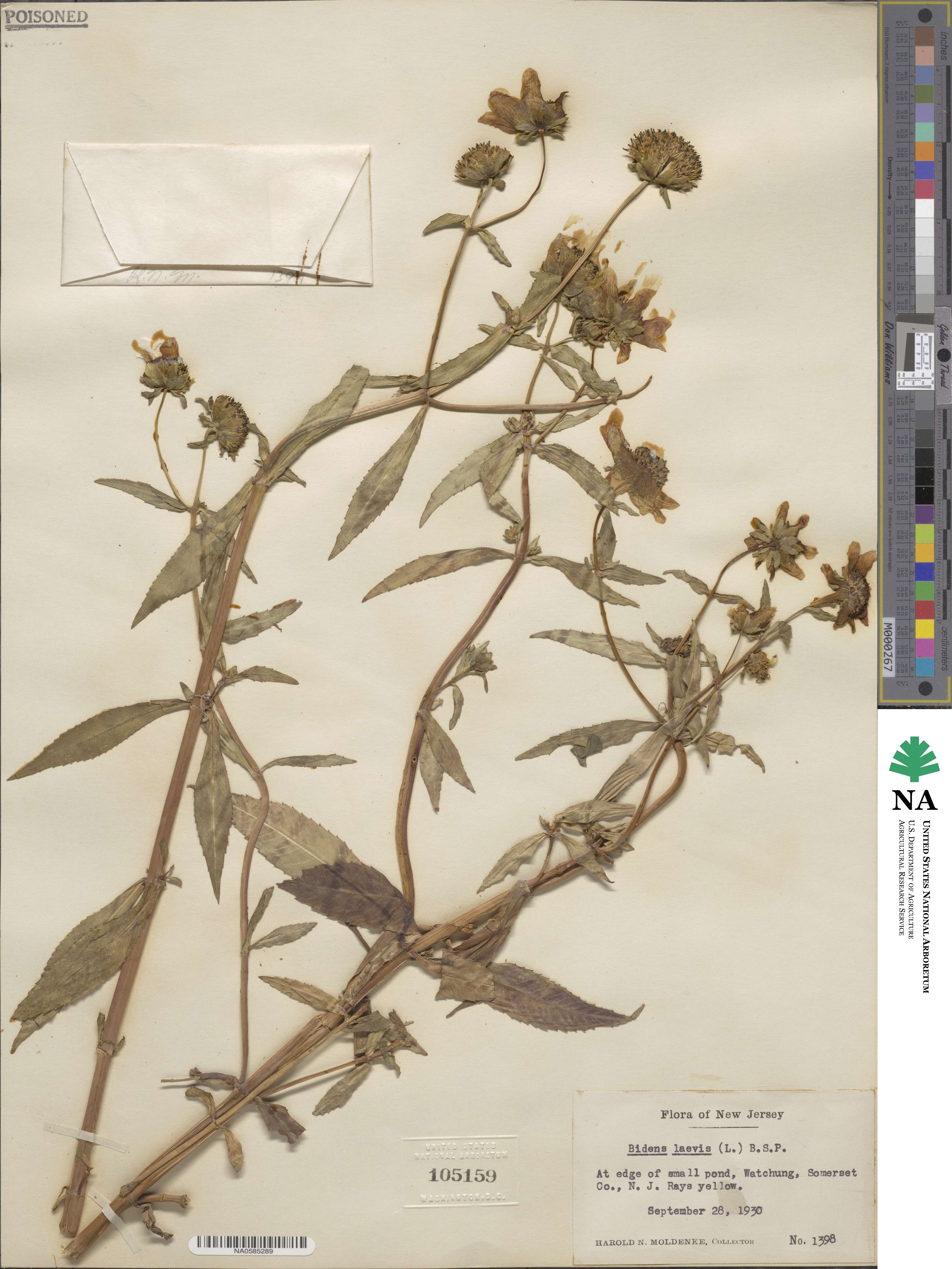 Bidens laevis image