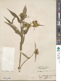 Bidens laevis image