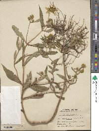 Bidens laevis image