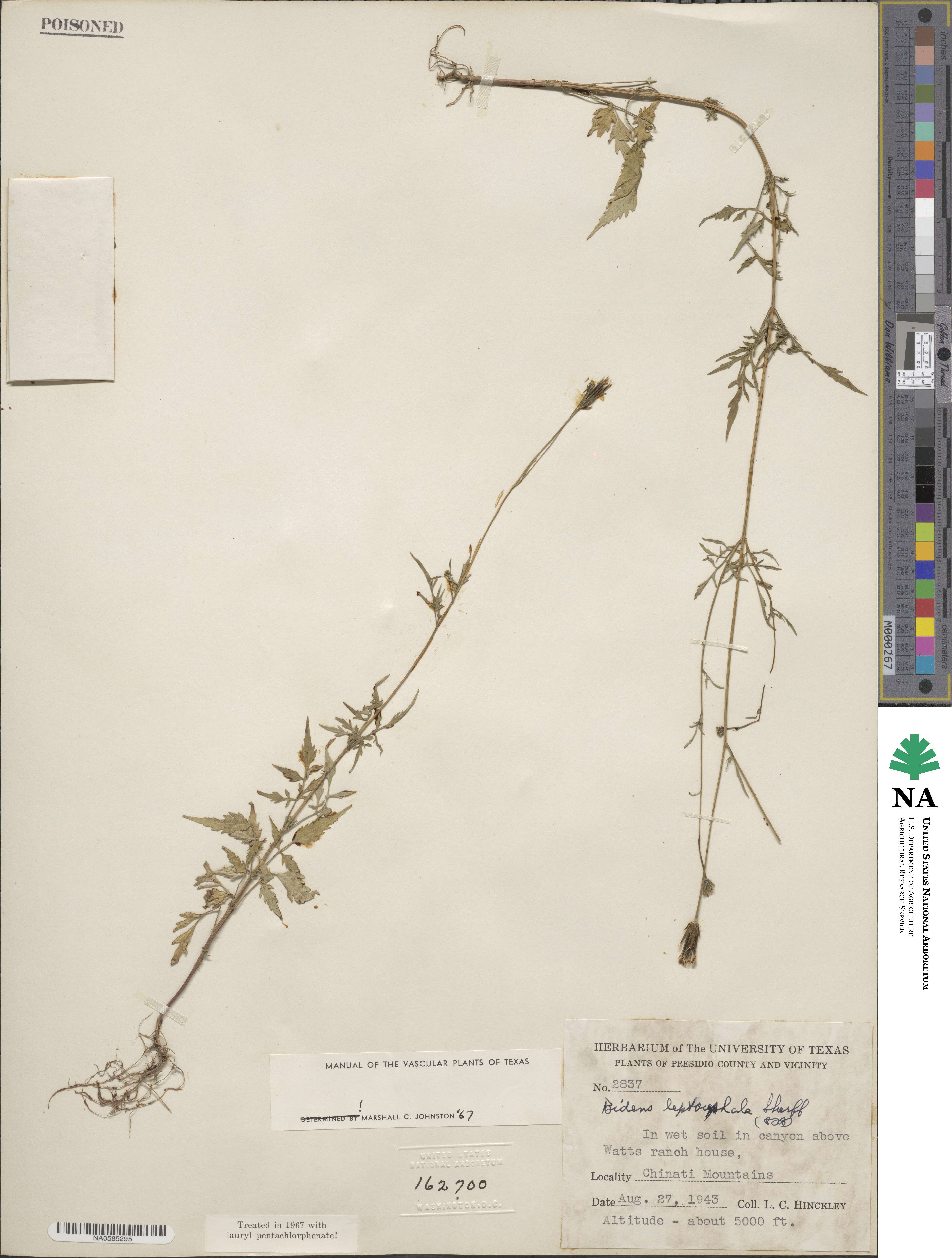 Bidens leptocephala image
