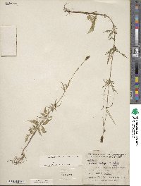 Bidens leptocephala image