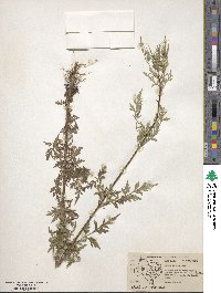 Bidens leptocephala image