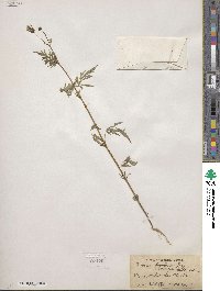 Bidens leptocephala image