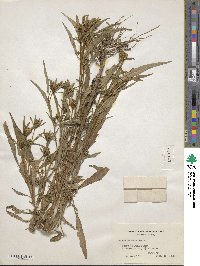 Bidens bidentoides image