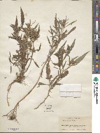 Bidens bidentoides image