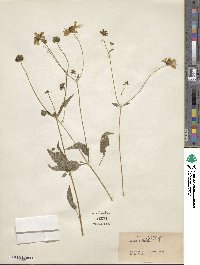 Image of Bidens mitis