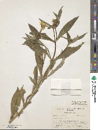 Bidens laevis image