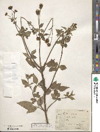 Bidens pilosa image