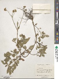 Bidens pilosa image