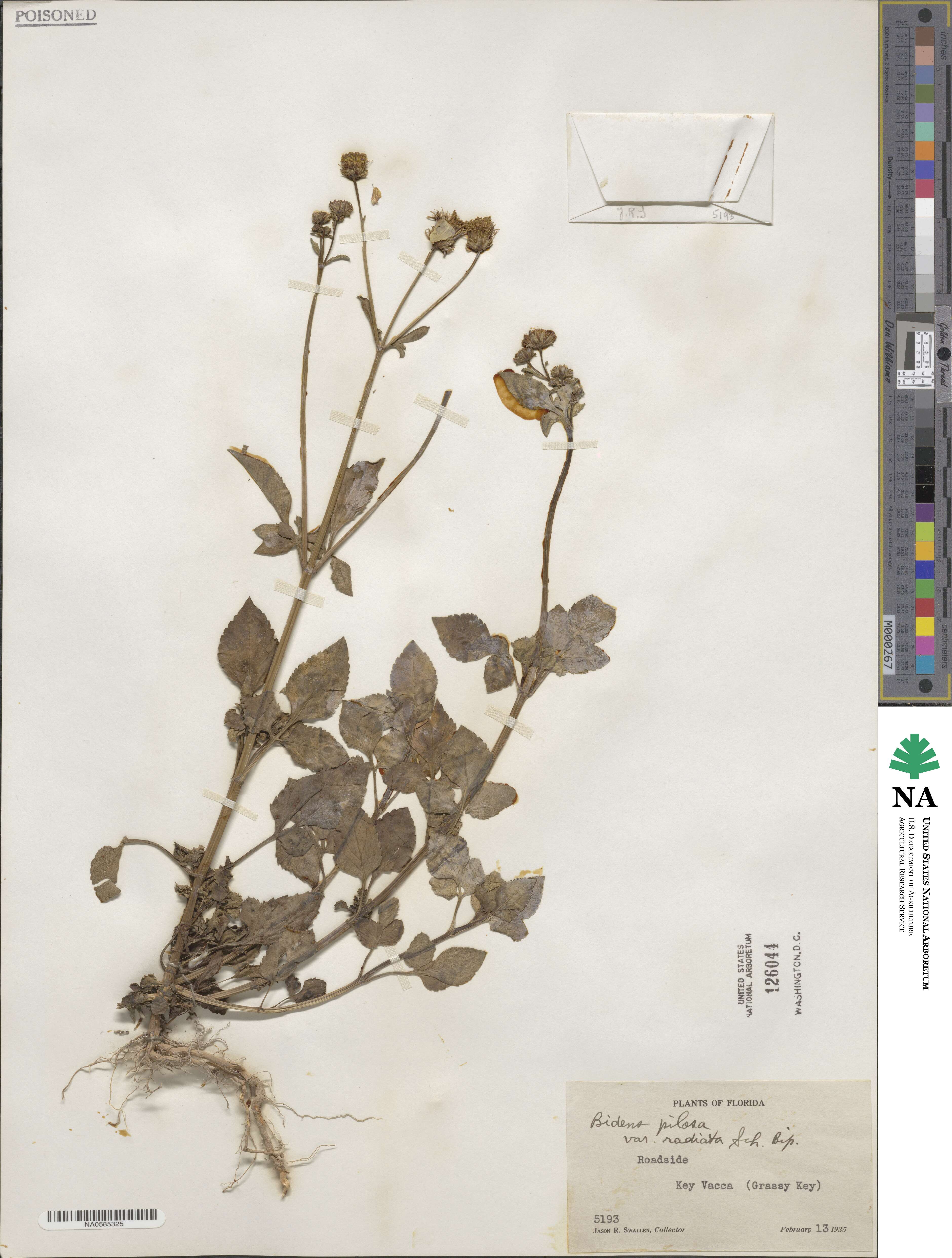 Bidens alba var. radiata image