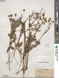 Bidens alba image