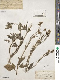 Bidens alba image