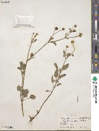 Bidens alba image