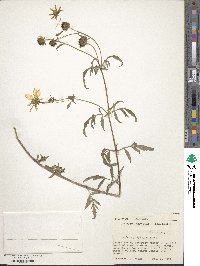 Bidens polylepis image