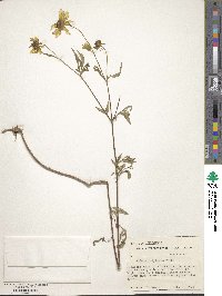 Bidens polylepis image