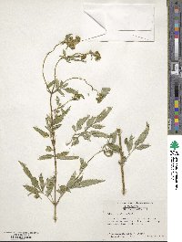 Bidens polylepis image