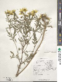 Bidens polylepis image