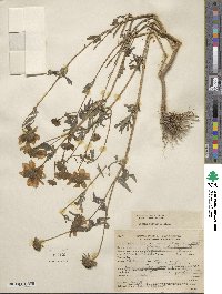 Bidens polylepis image