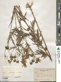 Bidens polylepis image