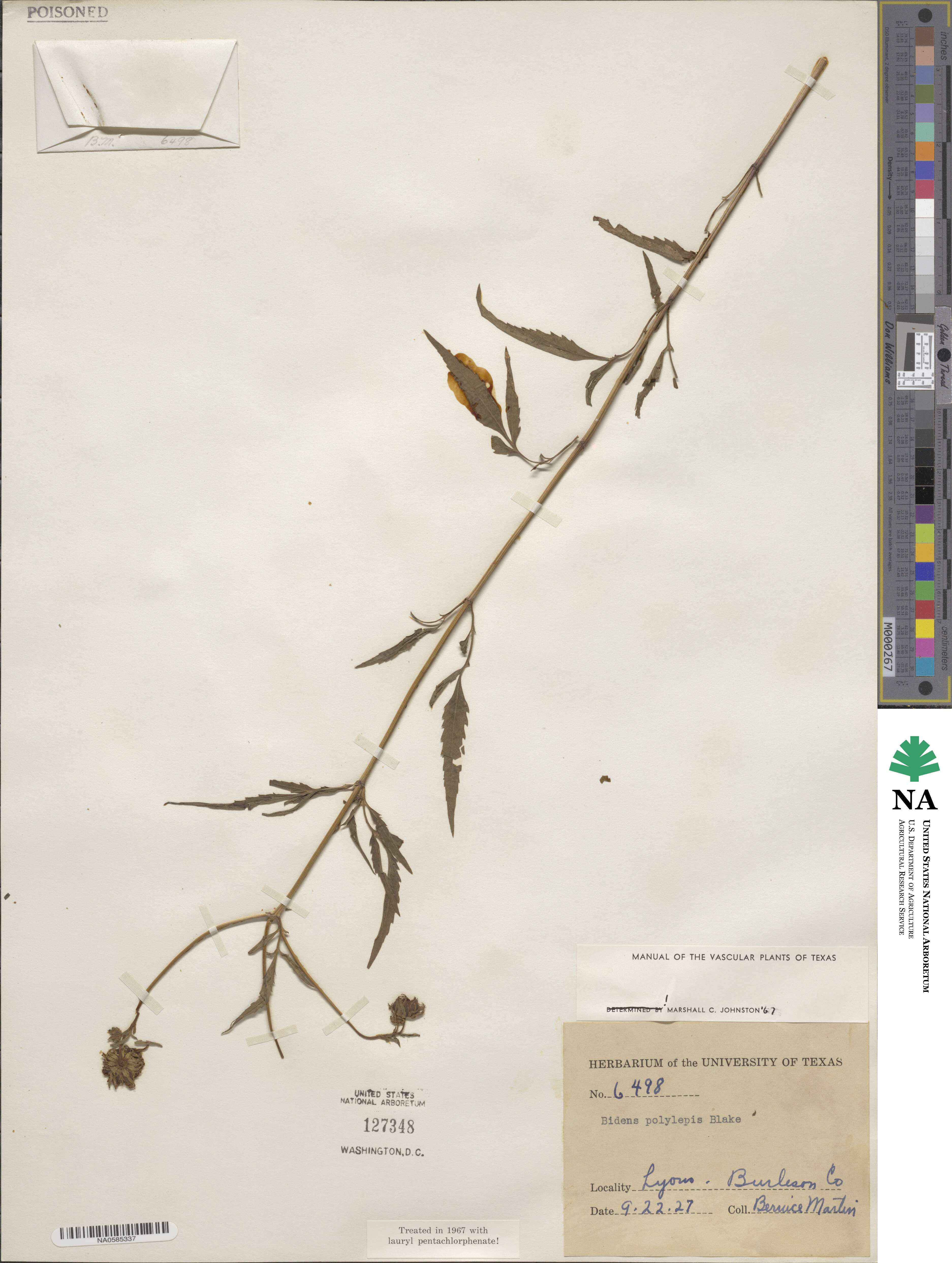 Bidens polylepis image