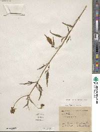 Bidens polylepis image