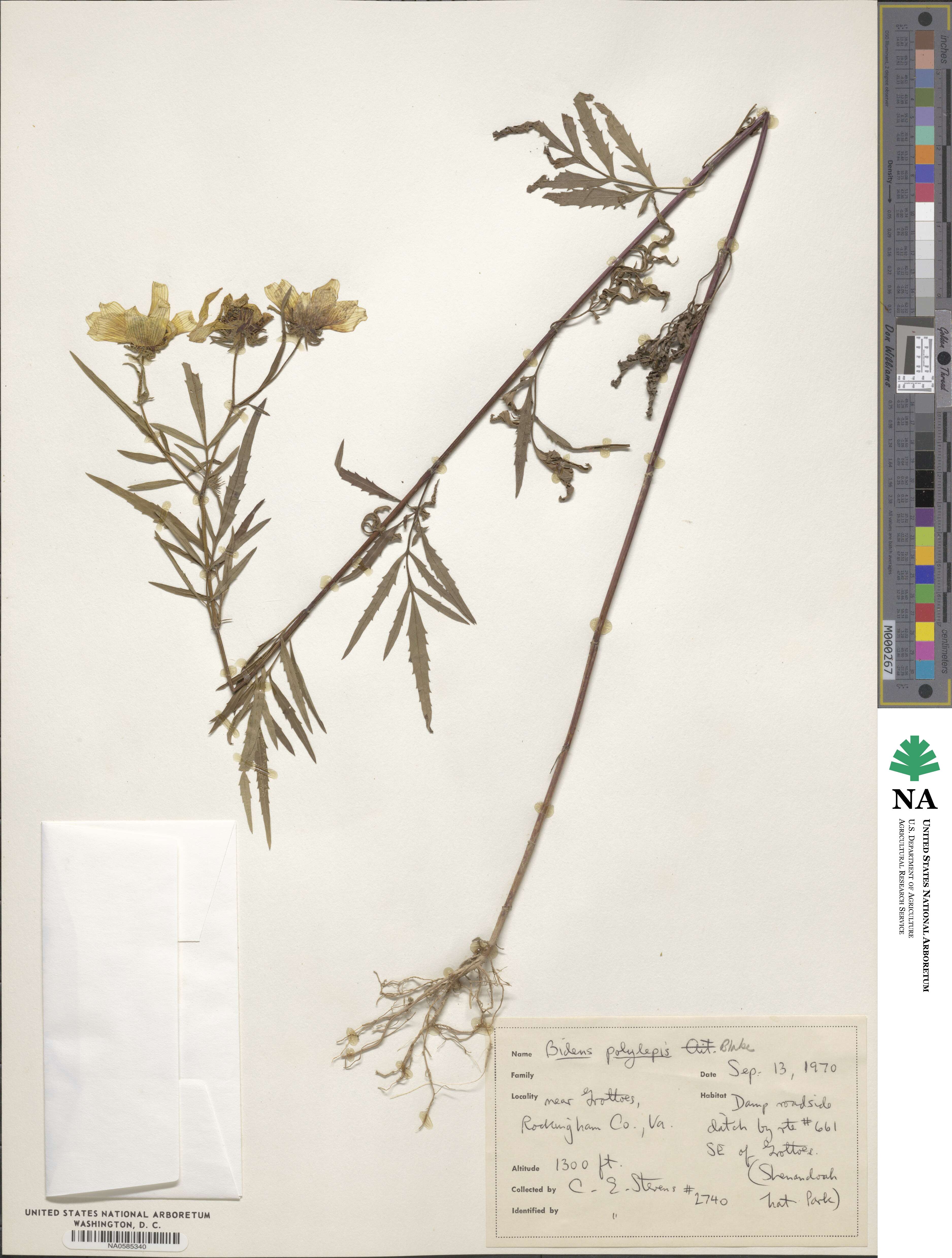 Bidens polylepis image