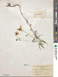 Bidens trichosperma image