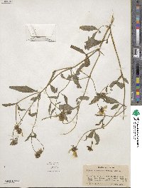 Bidens trichosperma image