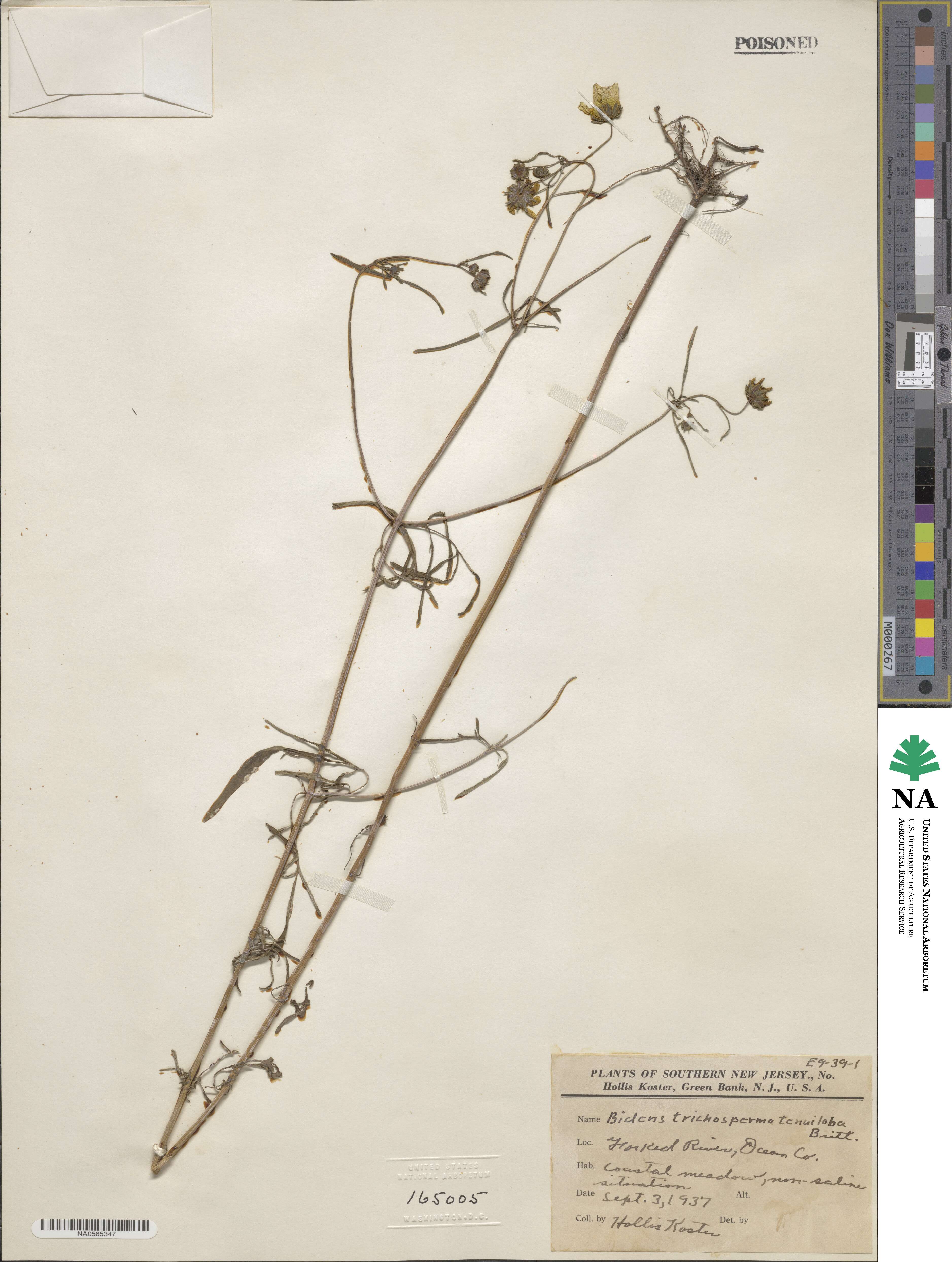 Bidens trichosperma image