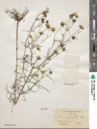 Bidens trichosperma image