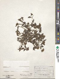 Bidens tripartita image