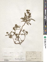 Bidens tripartita image