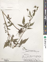 Bidens vulgata image