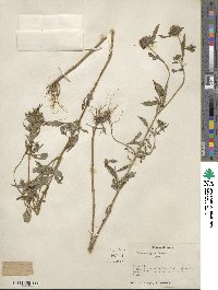 Bidens vulgata image