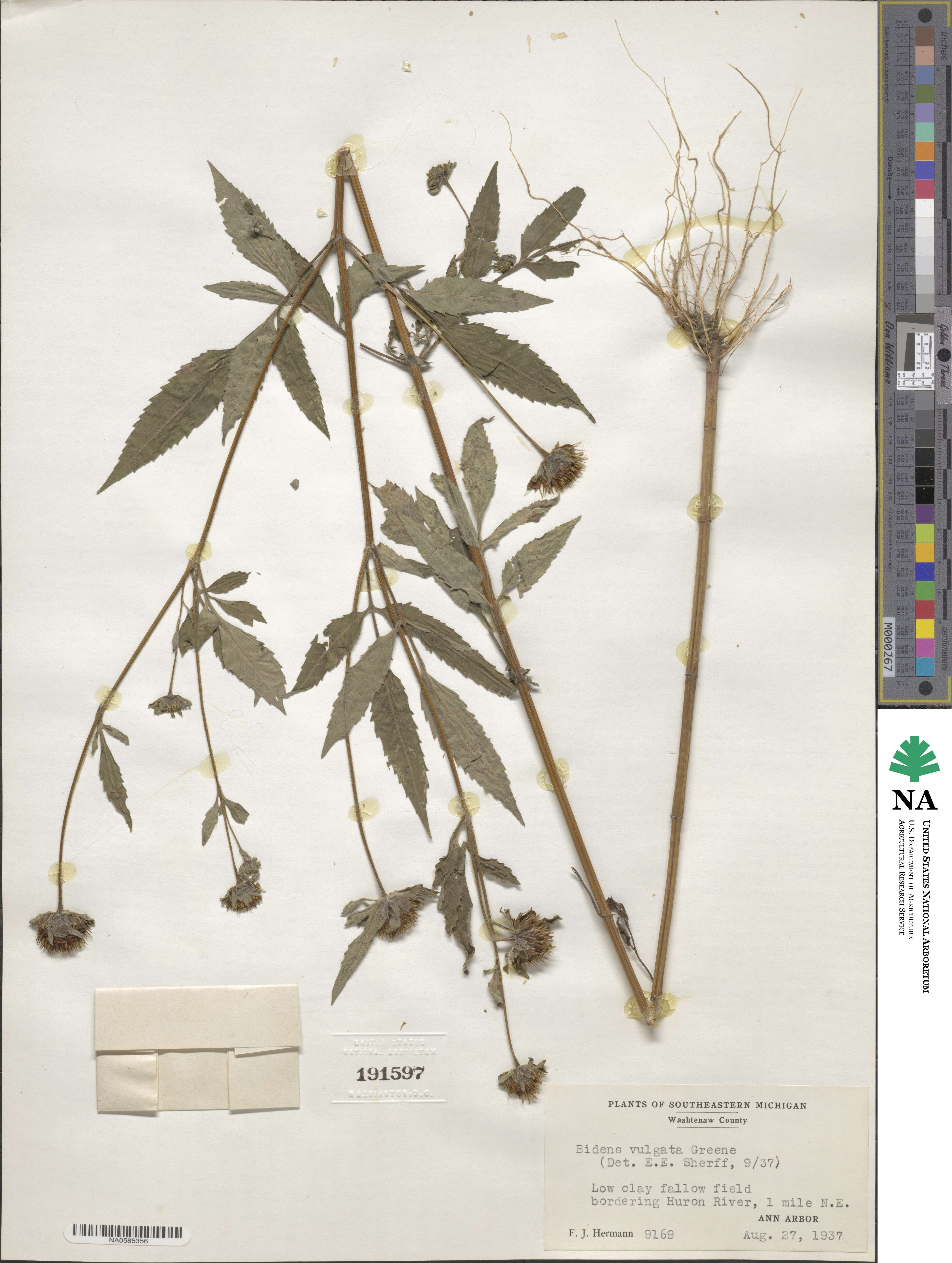 Bidens vulgata image