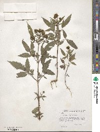 Bidens vulgata image