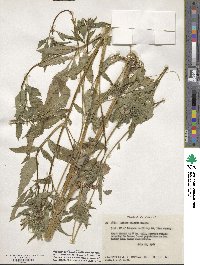 Bidens vulgata image