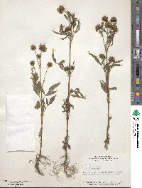 Bidens vulgata image