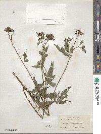 Bidens vulgata image