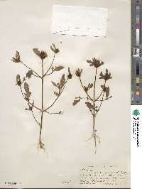 Bidens vulgata image