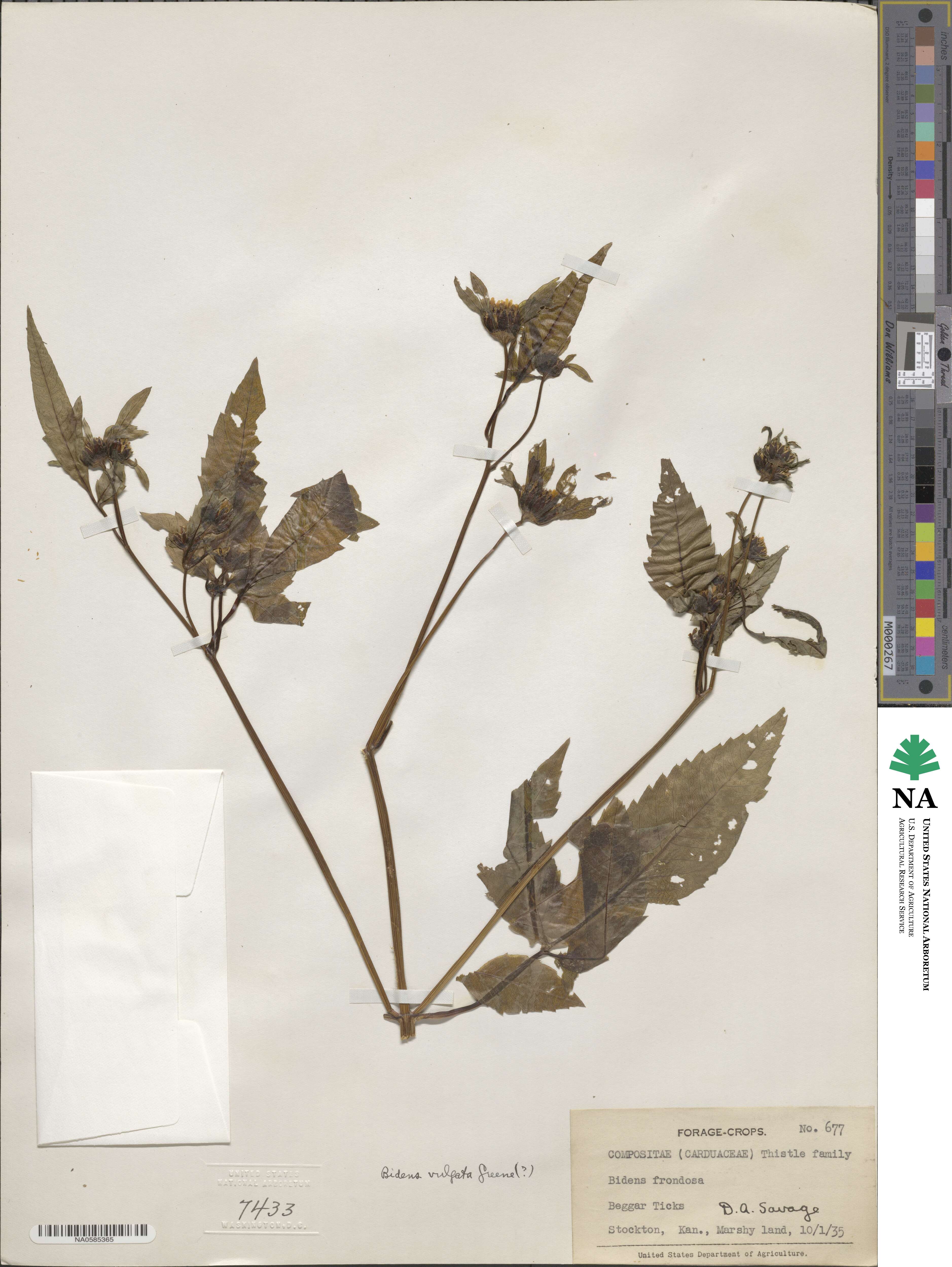 Bidens vulgata image