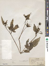 Bidens vulgata image