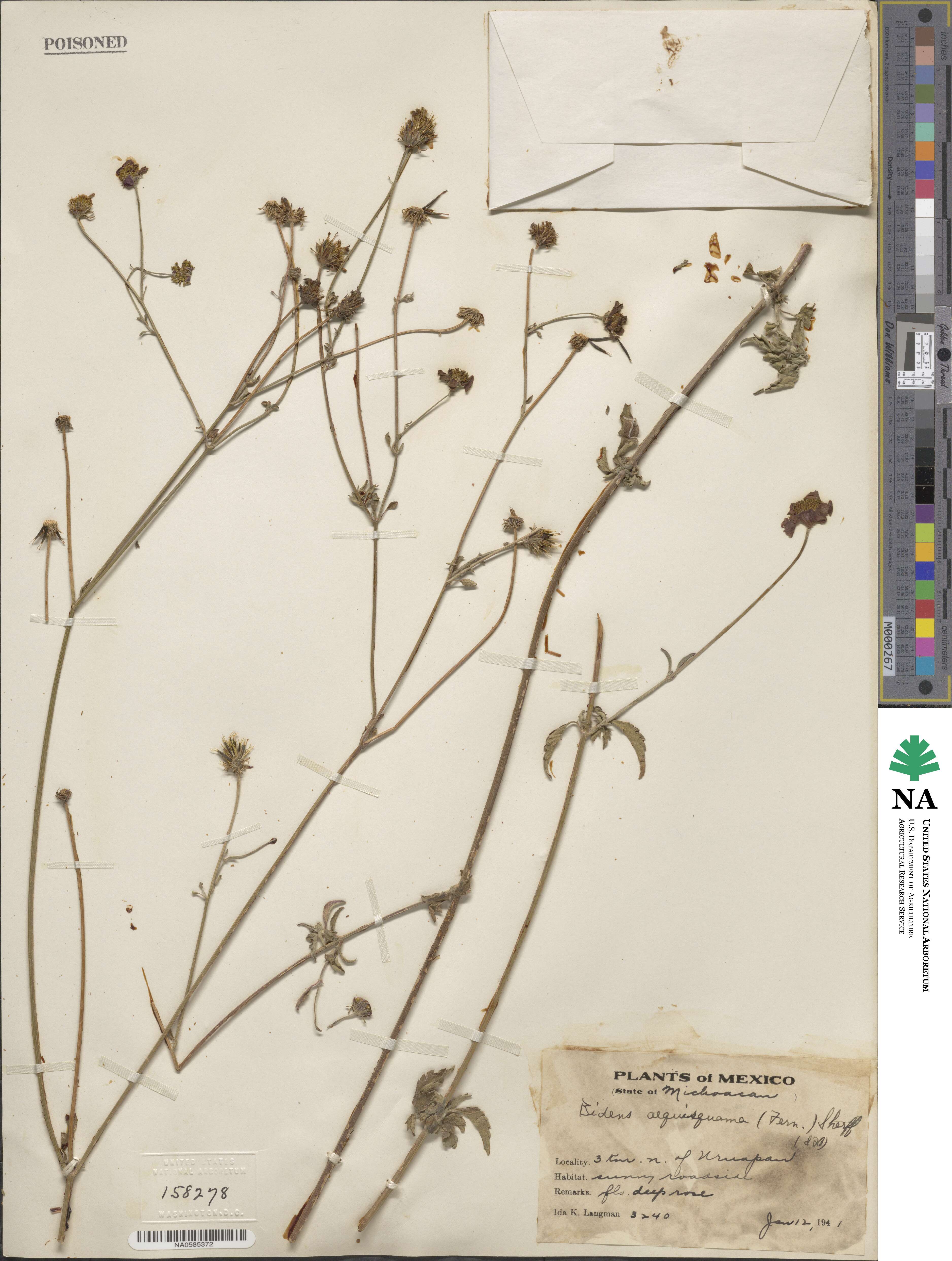 Bidens aequisquama image