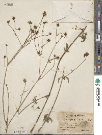 Bidens aequisquama image